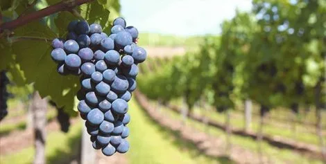 生长：多多281专注聚焦医疗健康B2B领域，提供行业深度解决方案，为用户提供专业可靠的体验。 - 多多281