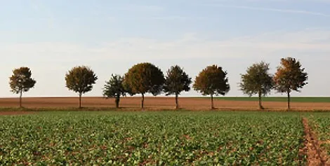 Harvest: June - July - 多多281